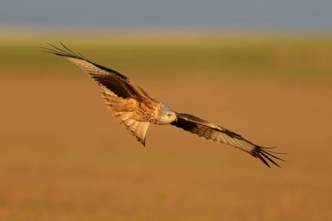 Red kite