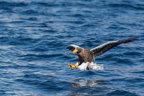 Steller's sea eagle