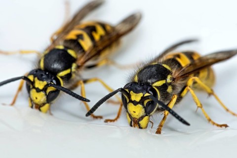 German wasps