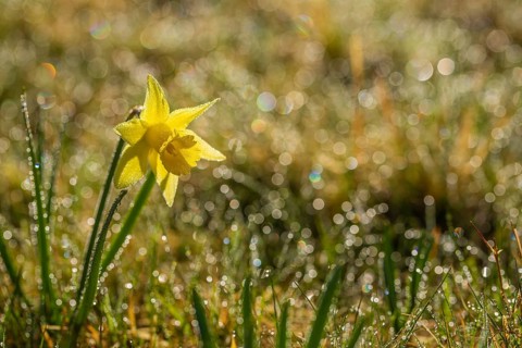 Wild yellow