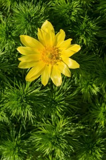 Pheasant's eye