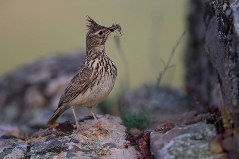 Thekla Lark