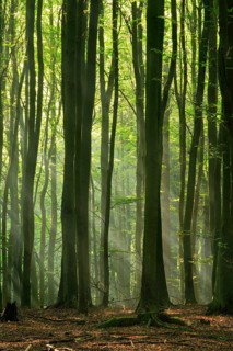 Beech forest in the warm light of the morning sun