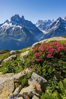 Alpine roses on a mountain slope