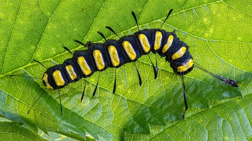 Alder moth