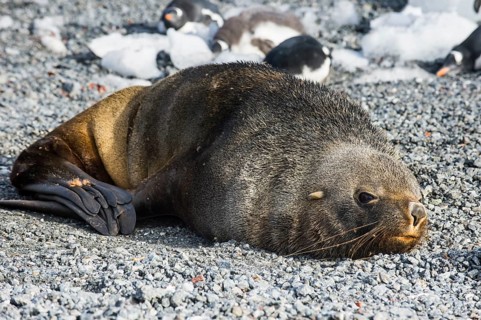 Antarctic fur seal