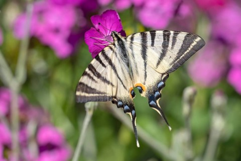 Scarce swallowtail