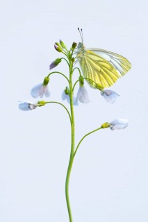 Green-veined white
