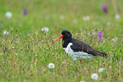 Eurasian oystercatcher