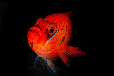 Steenes dwarf perch