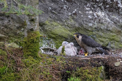Peregrine falcon Falcon