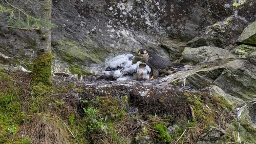 Peregrine falcon Falcon