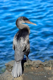 Flightless Cormorant
