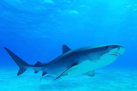 Tiger Shark