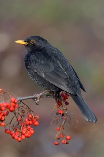 Blackbird