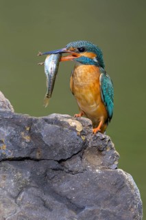 Common kingfisher