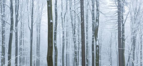 Forest in winter with snow and hoarfrost