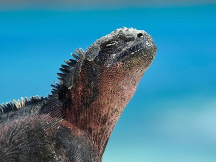 Marine iguana