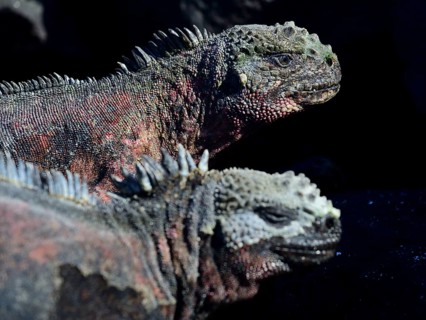 Two sea lizards
