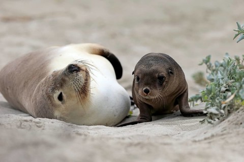 Australian sea lion