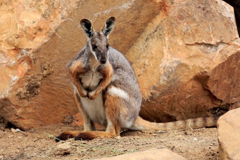 Yellow-footed rock-wallaby