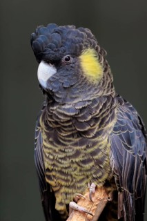 Yellow-tailed black cockatoo