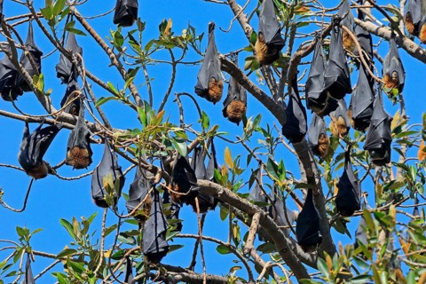 Grey-headed flying fox