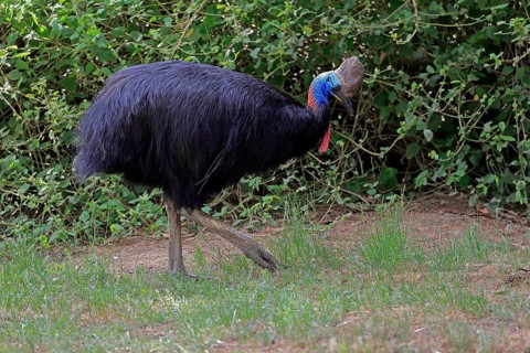 Double-wattled cassowary