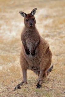 Kangaroo Island grey kangaroo