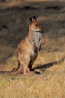 Kangaroo Island kangaroo