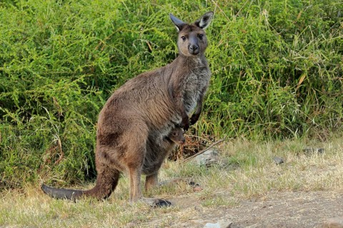 Kangaroo Island grey kangaroo