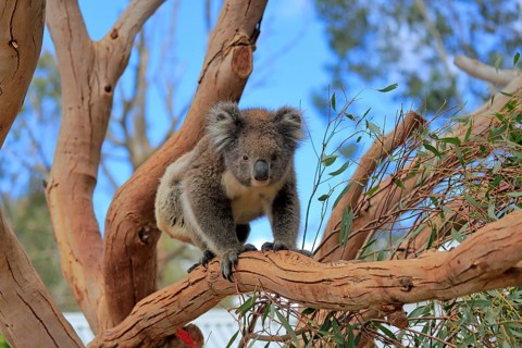 Koala