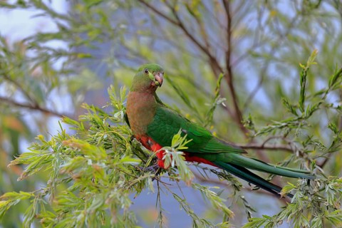Australian king parrot
