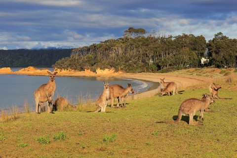 Eastern grey kangaroo