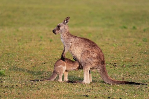 Eastern grey kangaroo