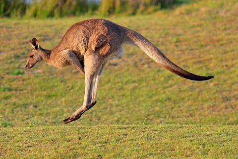 Eastern grey kangaroo