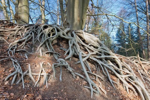 Roots of a Common beech