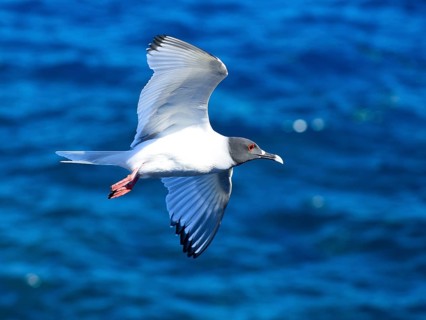 Swallow-tailed gull