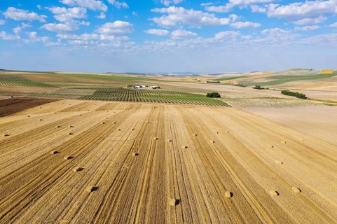 Bales of straw in cornfield after wheat harvest and cultivated young olive trees