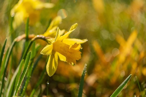 Wild yellow