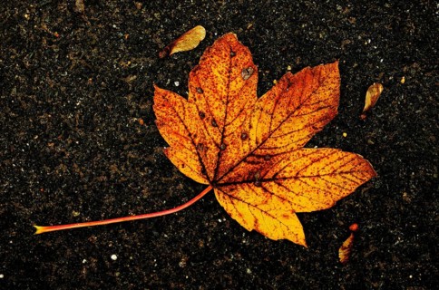 Autumnal coloured leaves of sycamore maple