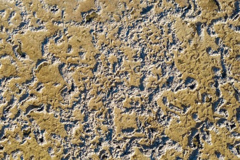 Saline soil near the saltworks at Almadraba de Monteleva