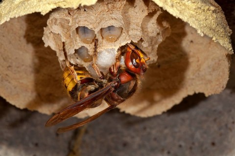 European hornet