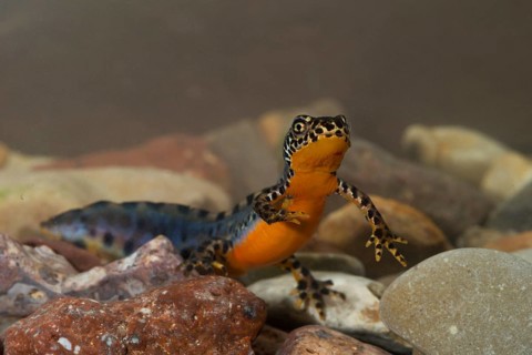 Alpine newt