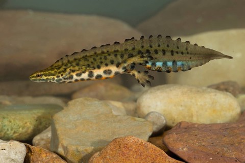 Common newt