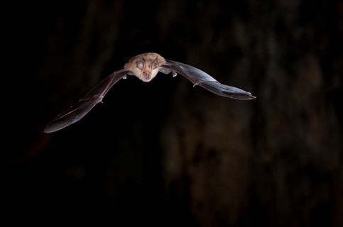 Greater horseshoe bat