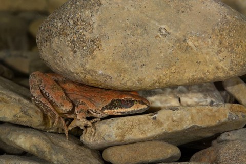 Pyrenean Frog