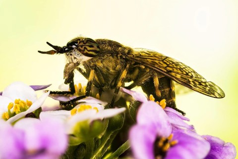 Macro Focus Stacking picture of Common Horse Fly or Notch-horned Cleg Fly