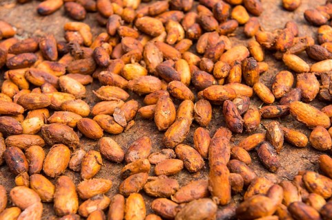 Sry cocoa beans