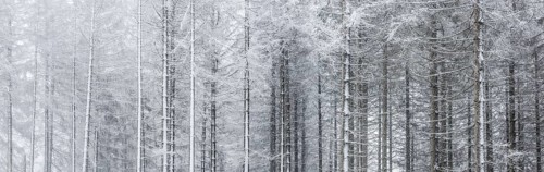 Spruce forest with snow and fog in the Harz mountains